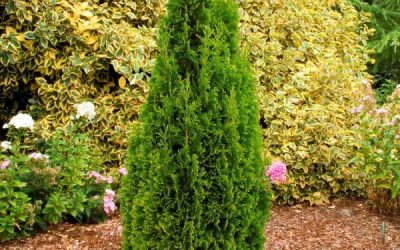 Degroot’s Spire Arborvitae