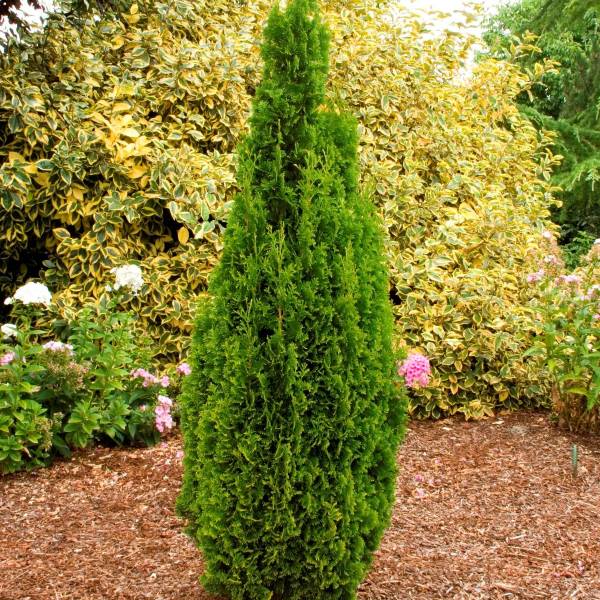 Degroot’s Spire Arborvitae