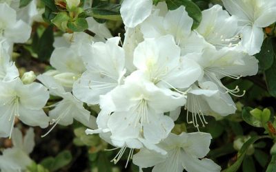 Delaware Valley White Azalea