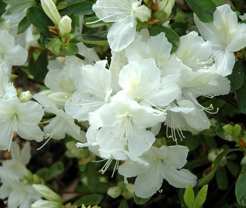 Delaware Valley White Azalea