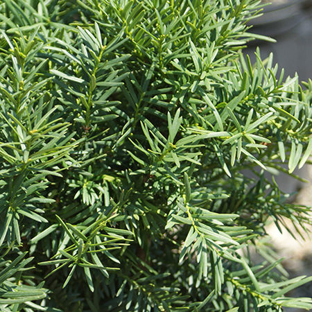 Dense Spreading Yew