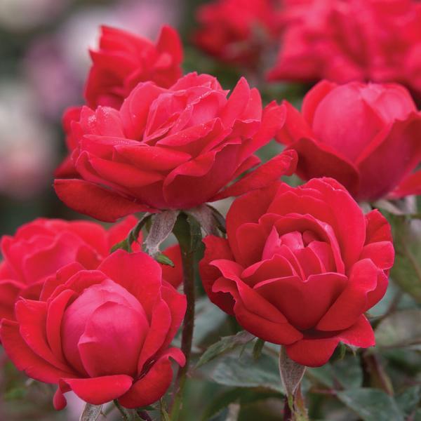 Double Knock Out® Rose