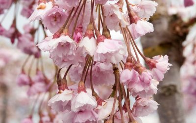 Double Weeping Flowering Cherry