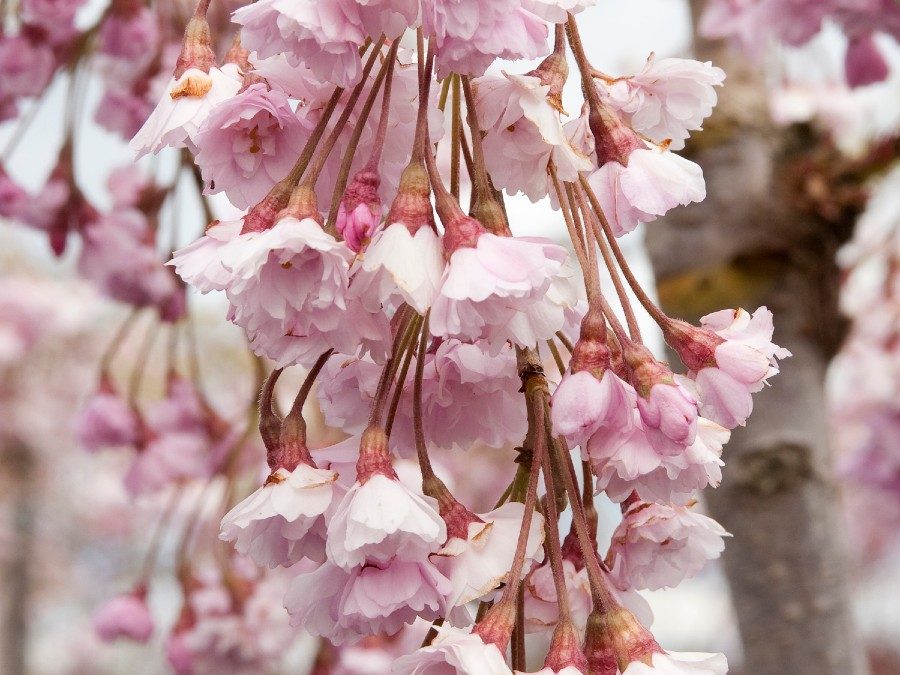 Double Weeping Flowering Cherry