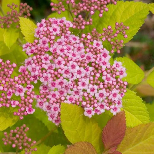 Double Play® Big Bang Spirea