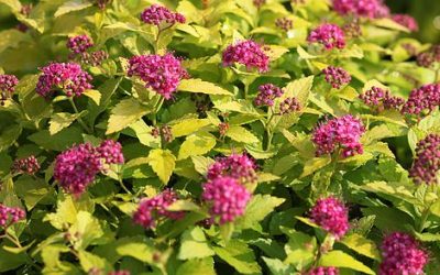 Double Play® Gold Spirea