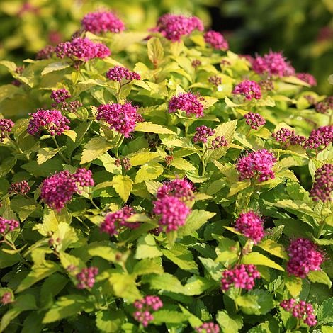 Double Play® Gold Spirea