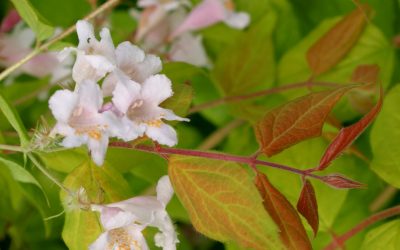 Dream Catcher™ Beauty Bush