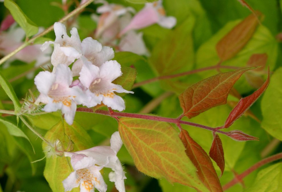 Dream Catcher™ Beauty Bush