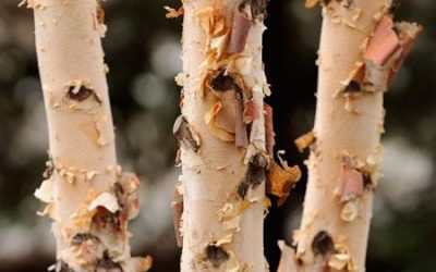 Dura Heat® River Birch-Clump