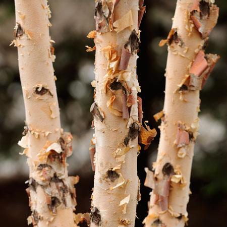 Dura Heat® River Birch-Clump