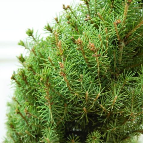 Dwarf Alberta Spruce | Duncan Nursery