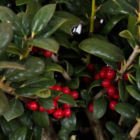 Dwarf Burford Holly