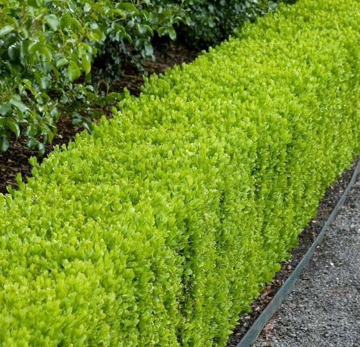 Dwarf English Boxwood