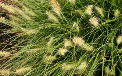 Hameln Dwarf Fountain Grass