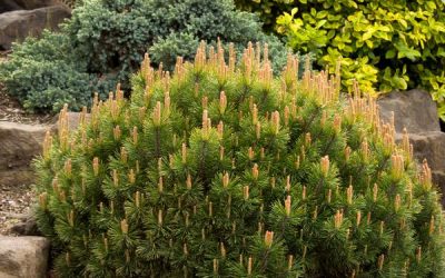 Dwarf Mugo Pine