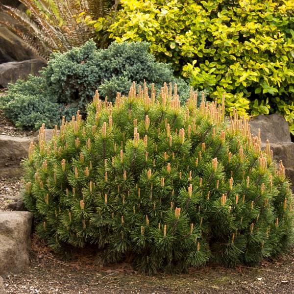 Dwarf Mugo Pine