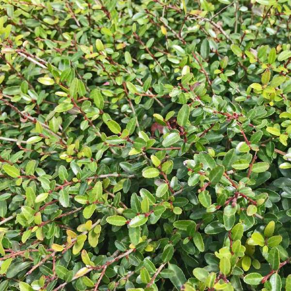 Dwarf Yaupon Holly