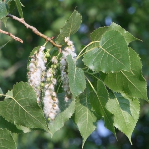 Eastern Cottonwood