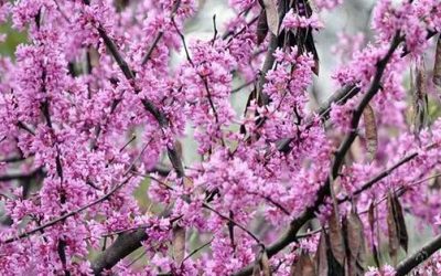 Eastern Redbud