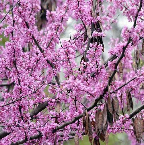 Eastern Redbud