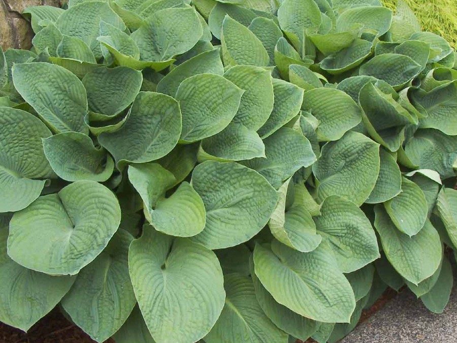 Elegans Hosta