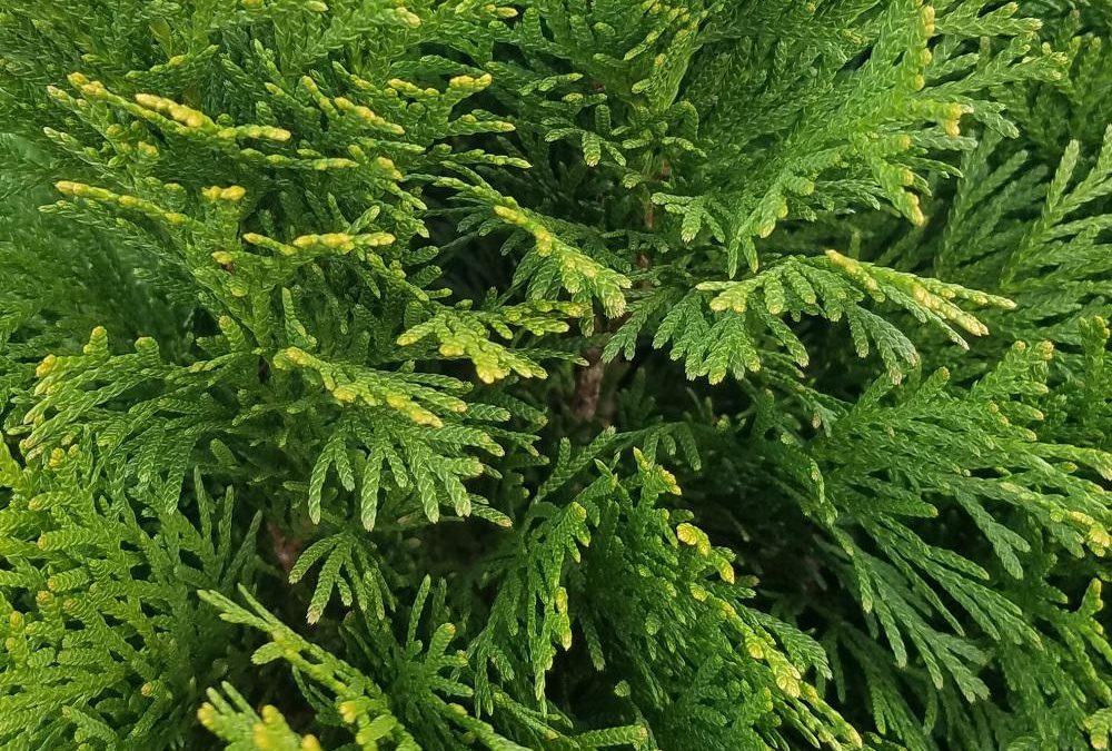 Emerald Green Arborvitae