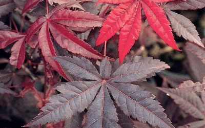 Emperor I® Japanese Maple