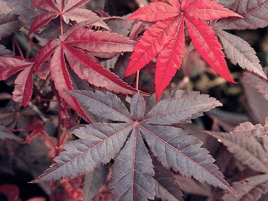 Emperor I® Japanese Maple