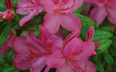 Autumn Amethyst™ Encore® Azalea