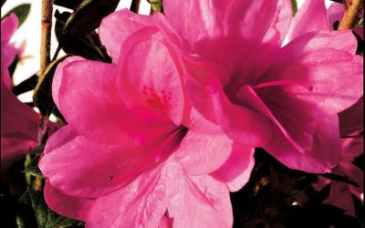 Autumn Empress™ Encore® Azalea