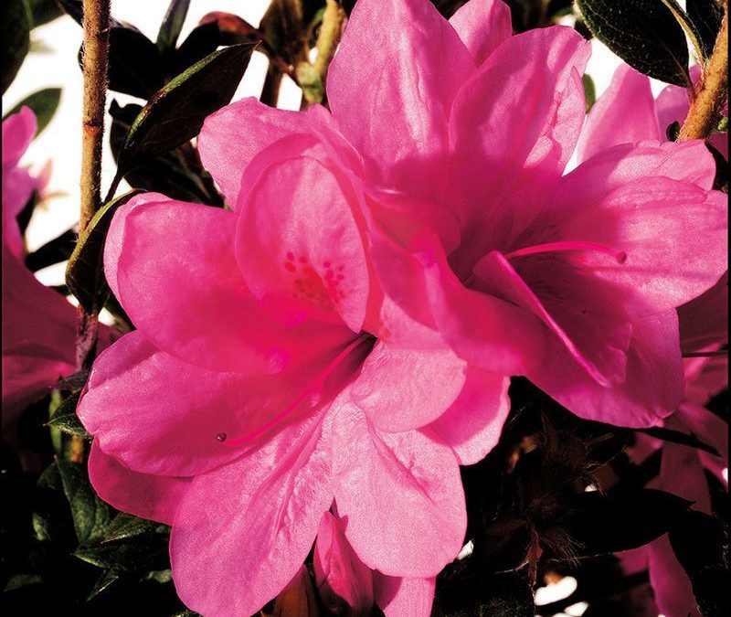 Autumn Empress™ Encore® Azalea