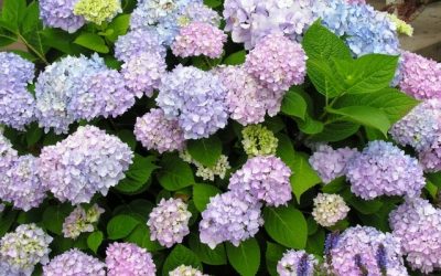 Endless Summer® Hydrangea PP15298