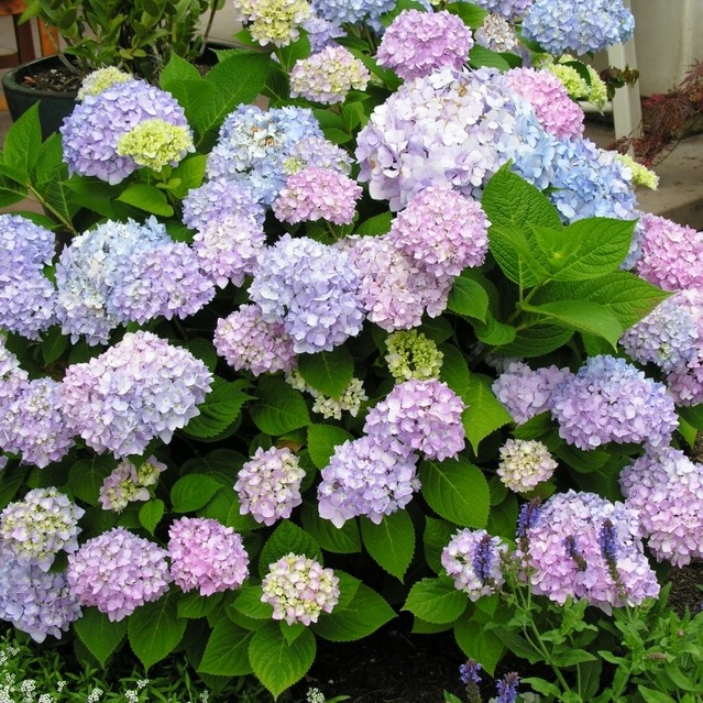 Endless Summer® Hydrangea PP15298