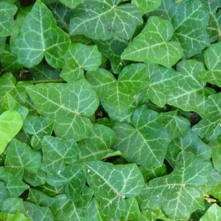 English Ivy