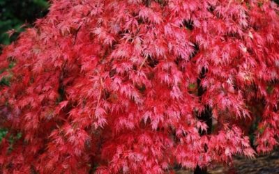 Ever Red Japanese Maple