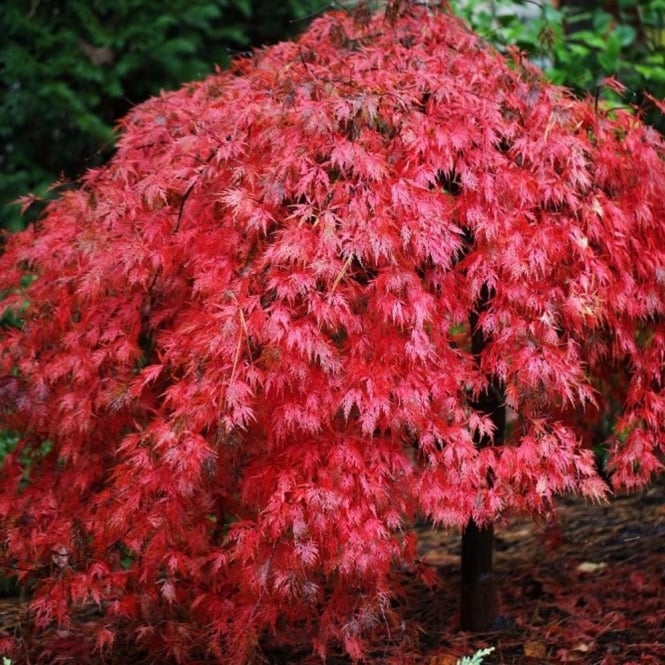 Ever Red Japanese Maple