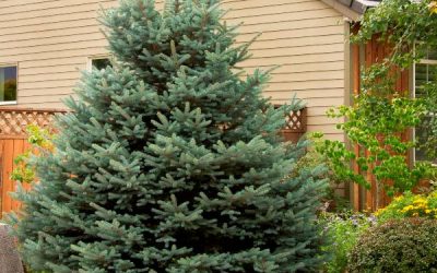 Fat Albert Colorado Blue Spruce