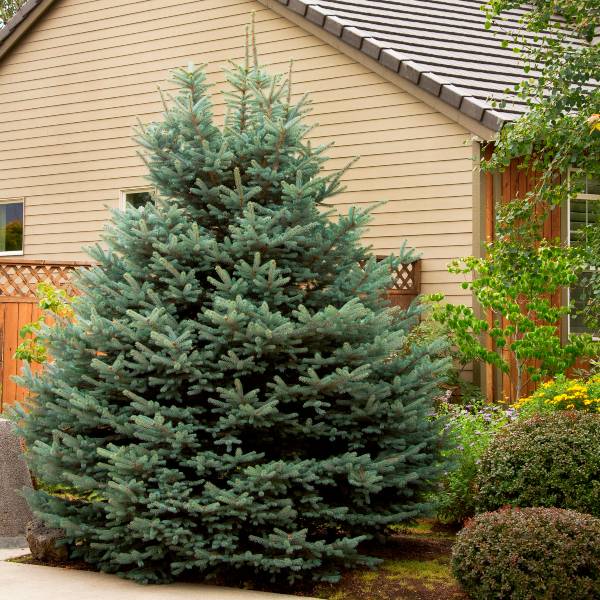 Fat Albert Colorado Blue Spruce