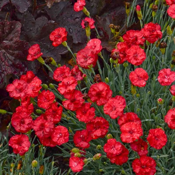 Fire Star Dianthus