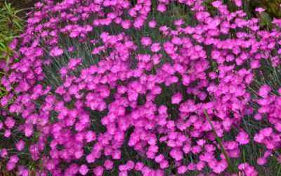 Firewitch Dianthus