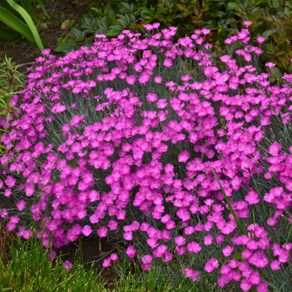 Firewitch Dianthus