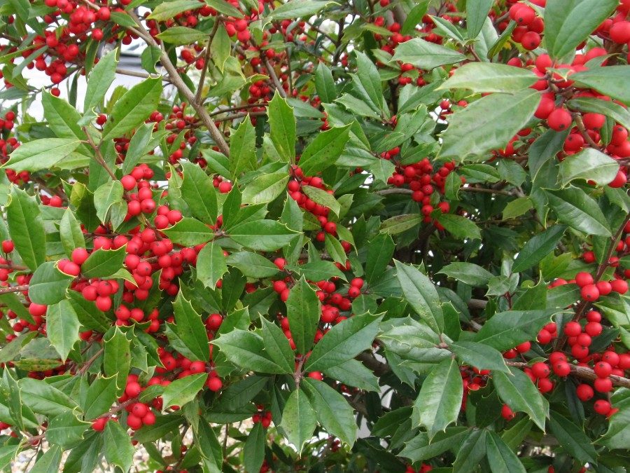 Foster’s Holly