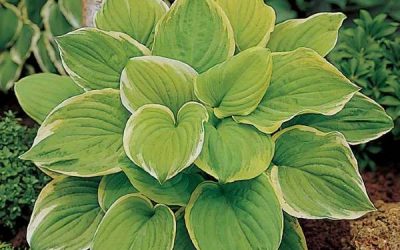 Fragrant Bouquet Hosta