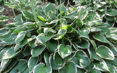 Francee Hosta