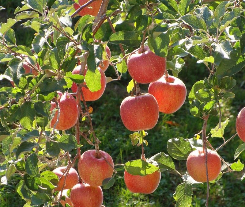 Fuji Semi-Dwarf Apple