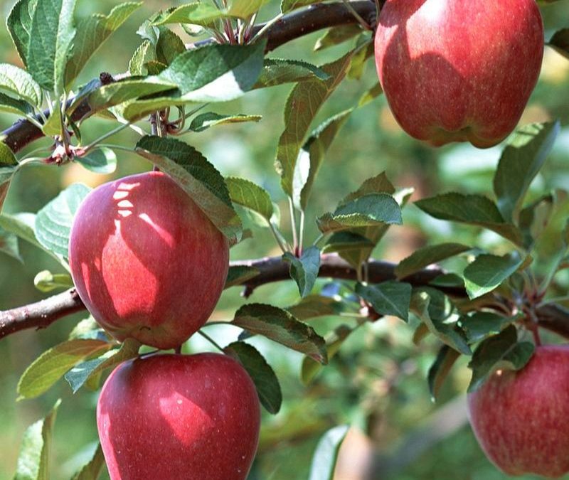 Gala Semi-Dwarf Apple