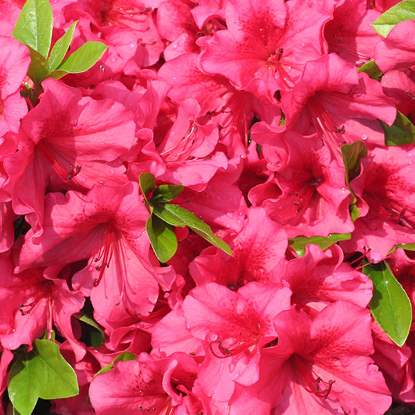 Girard’s Crimson Evergreen Azalea