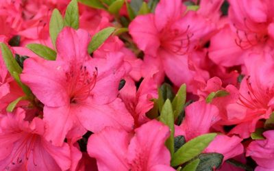 Girard’s Rose Azalea