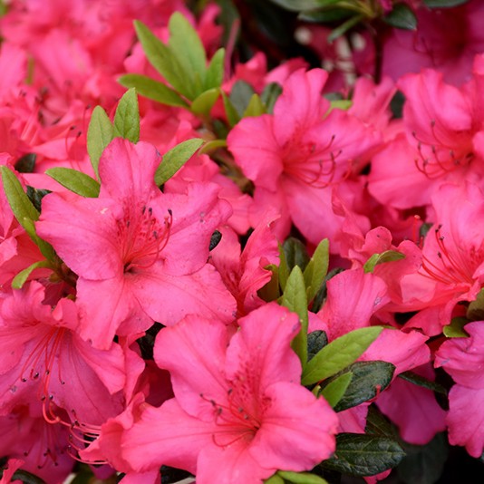 Girard’s Rose Azalea